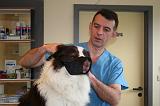BORDER COLLIE - MUSELIERE 004